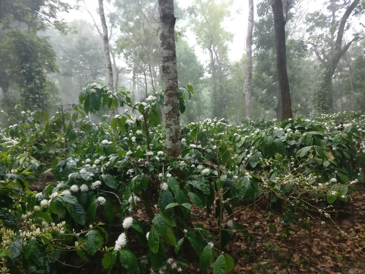 Robin Woods Homestay Sakleshpur Extérieur photo